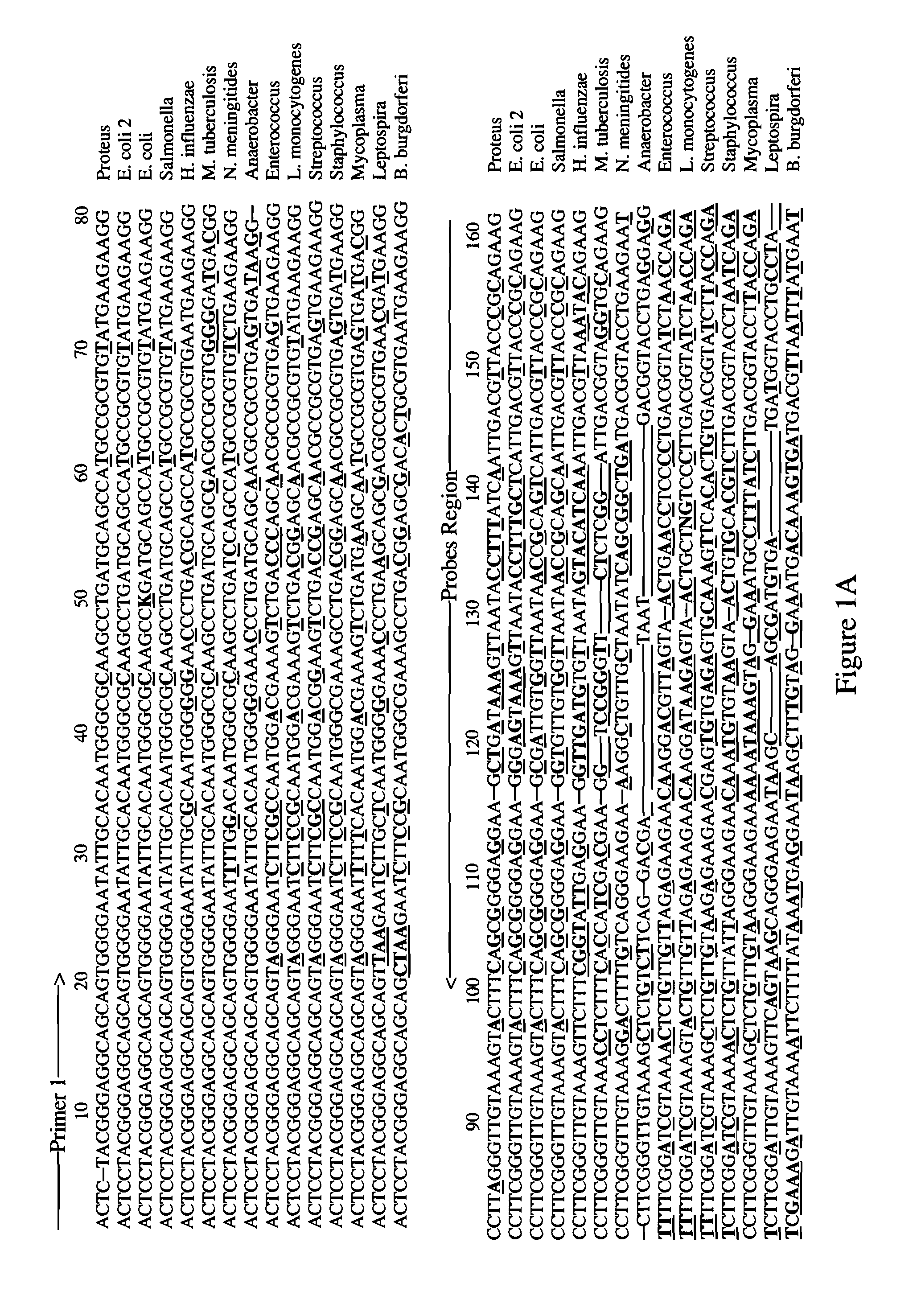 Oligonucleotide microarray for identification of pathogens