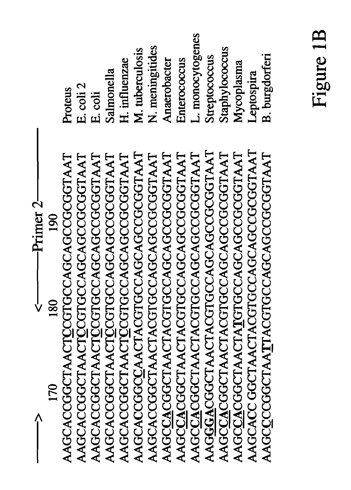 Oligonucleotide microarray for identification of pathogens