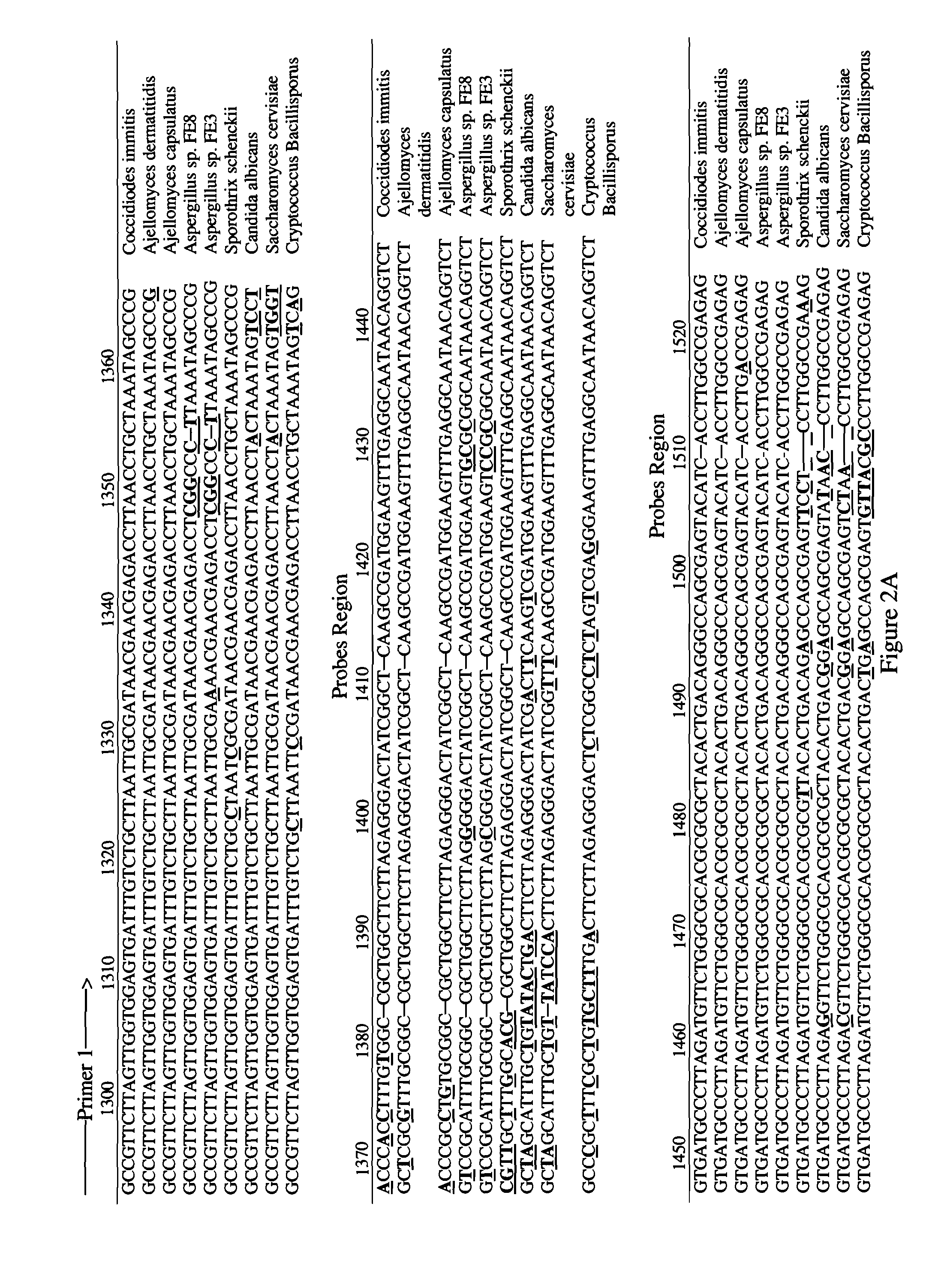 Oligonucleotide microarray for identification of pathogens