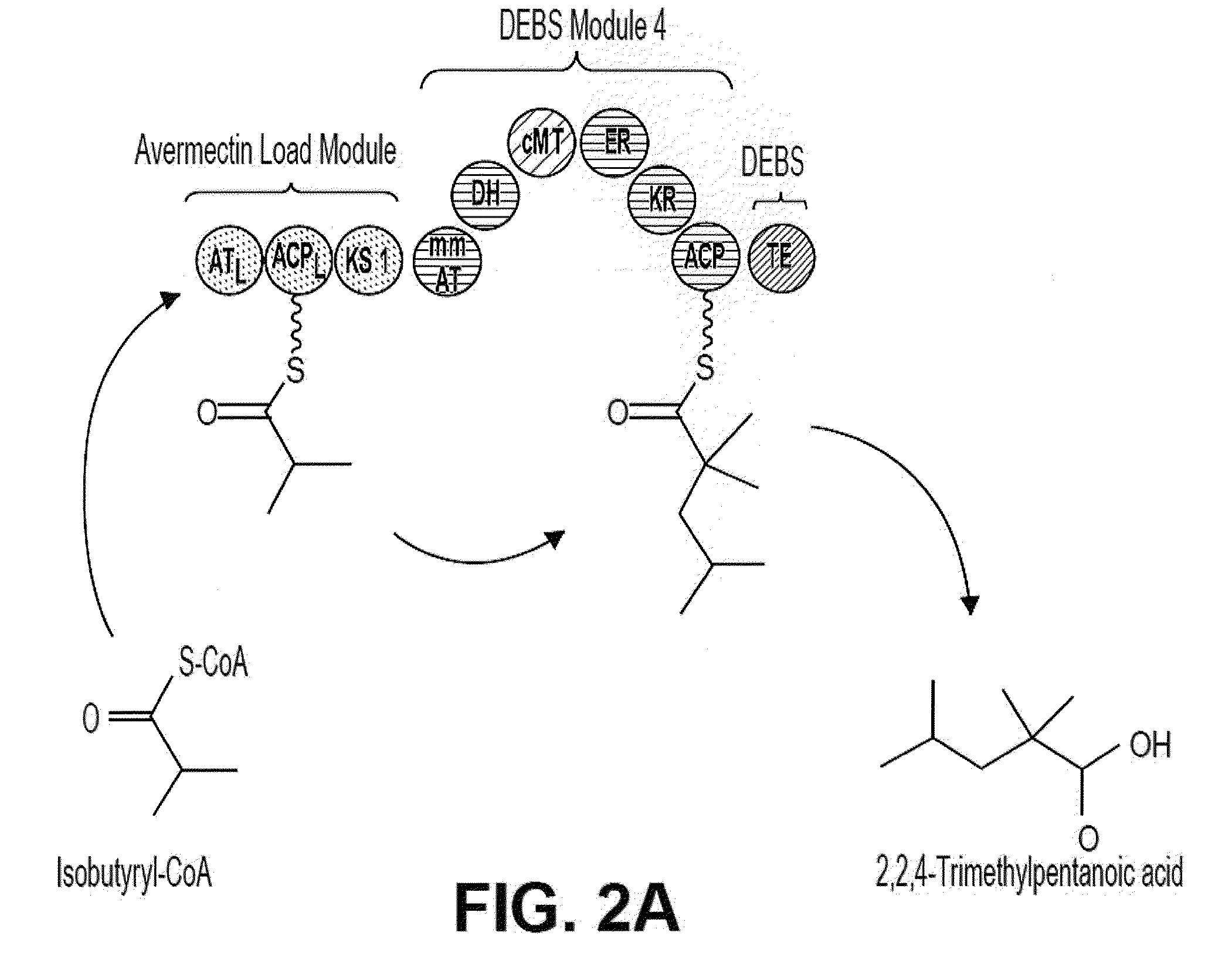 Producing a Trimethylpentanoic Acid Using Hybrid Polyketide Synthases