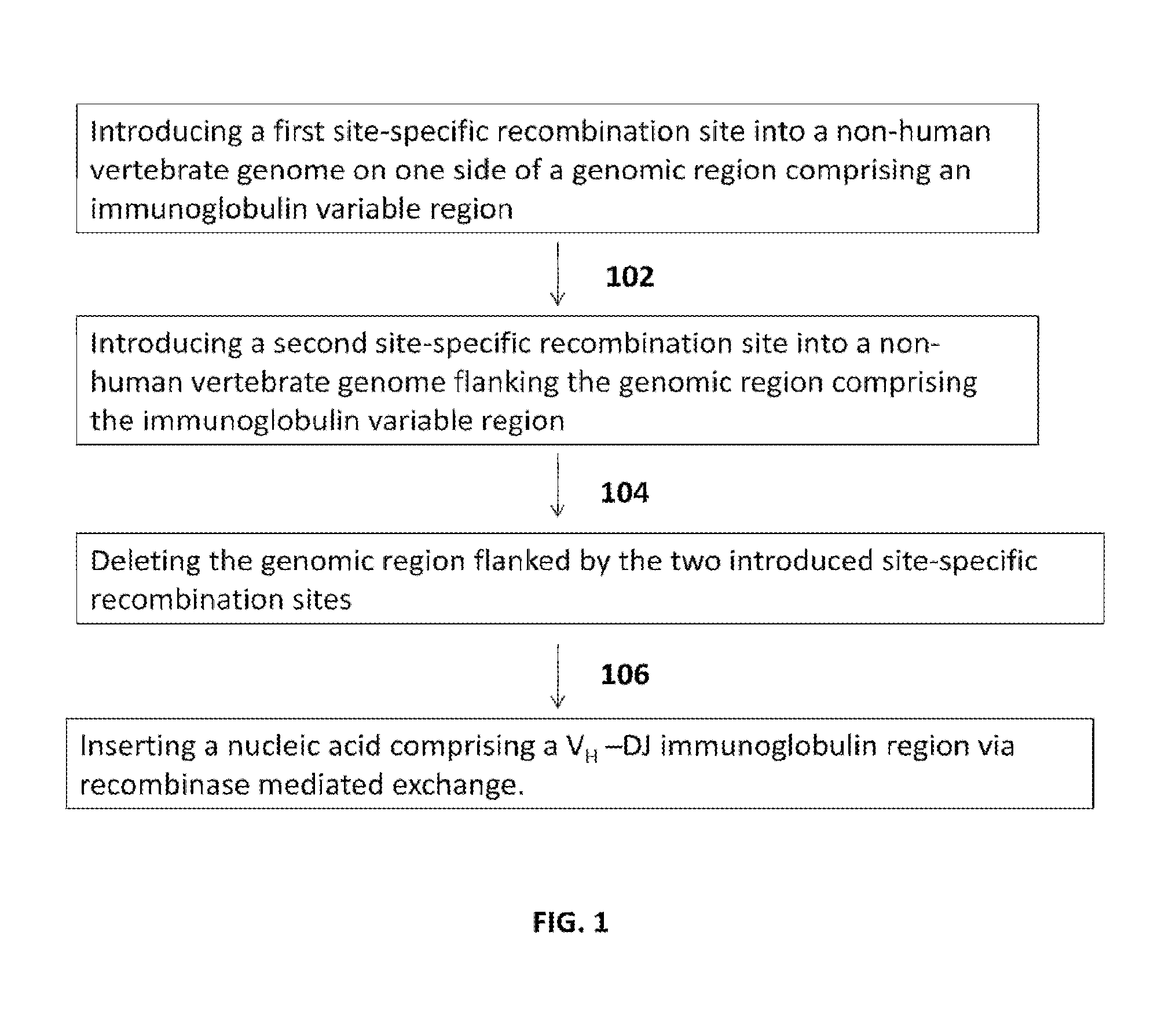 Transgenic animals and methods of use