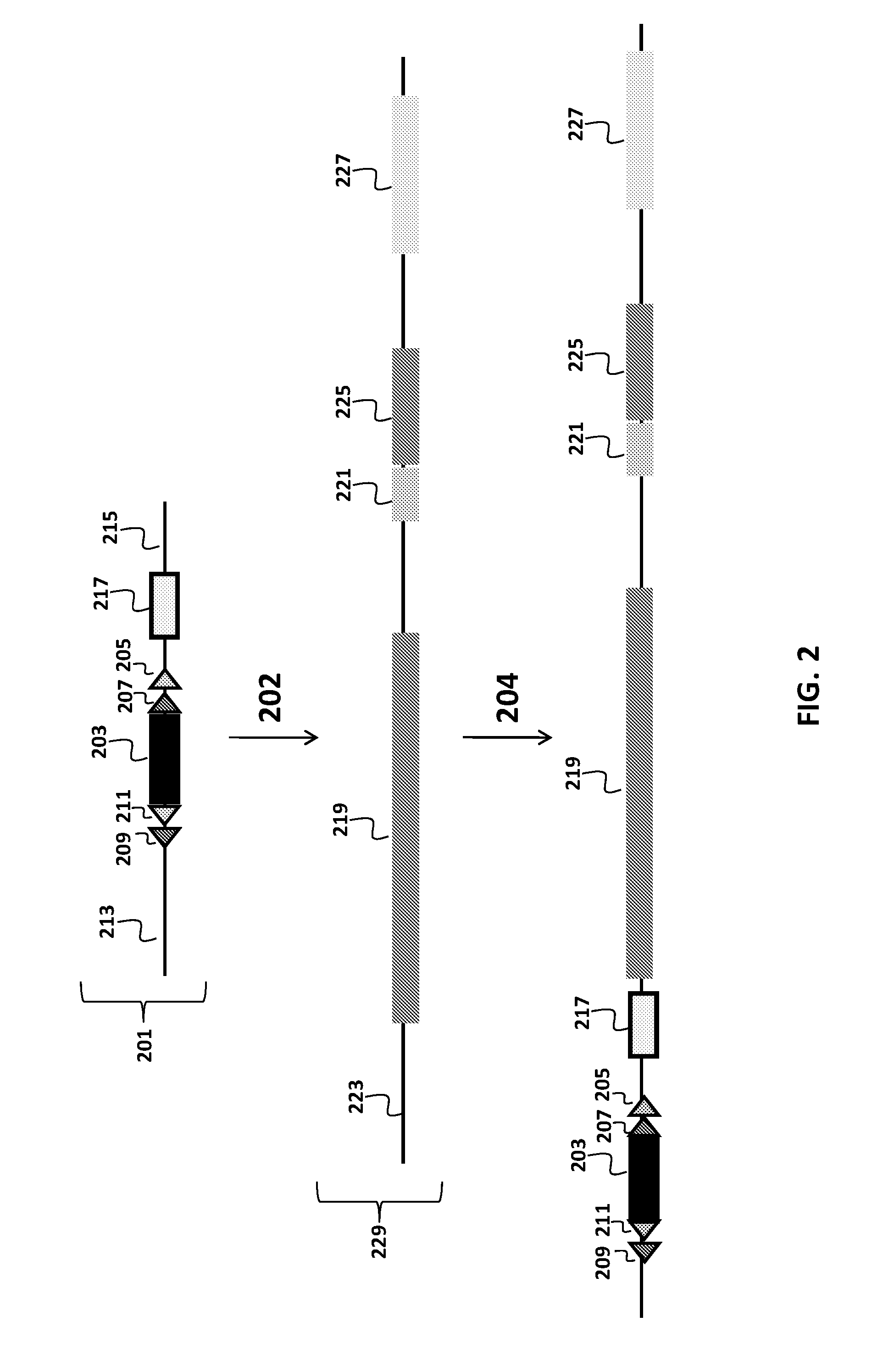 Transgenic animals and methods of use