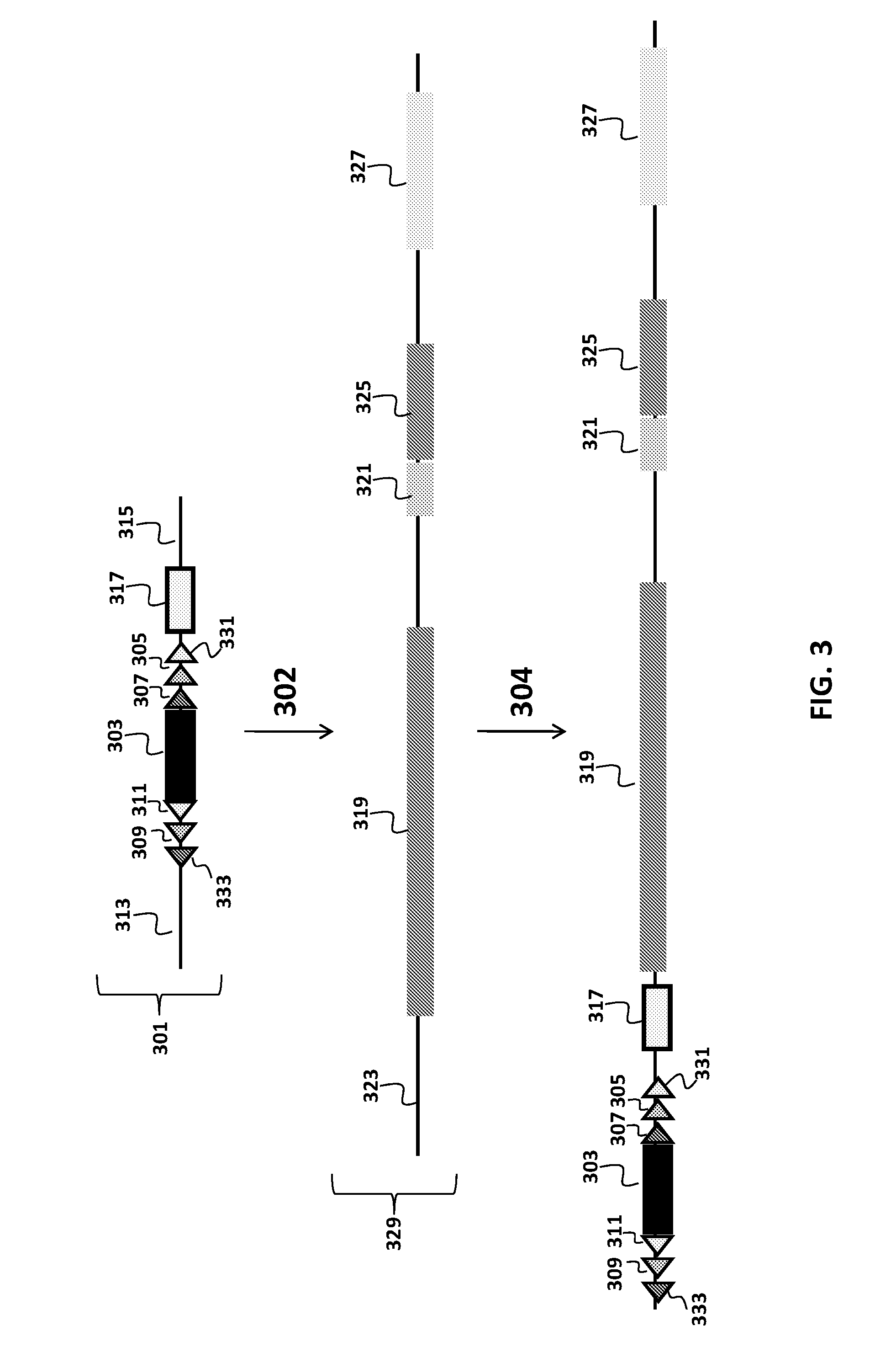 Transgenic animals and methods of use