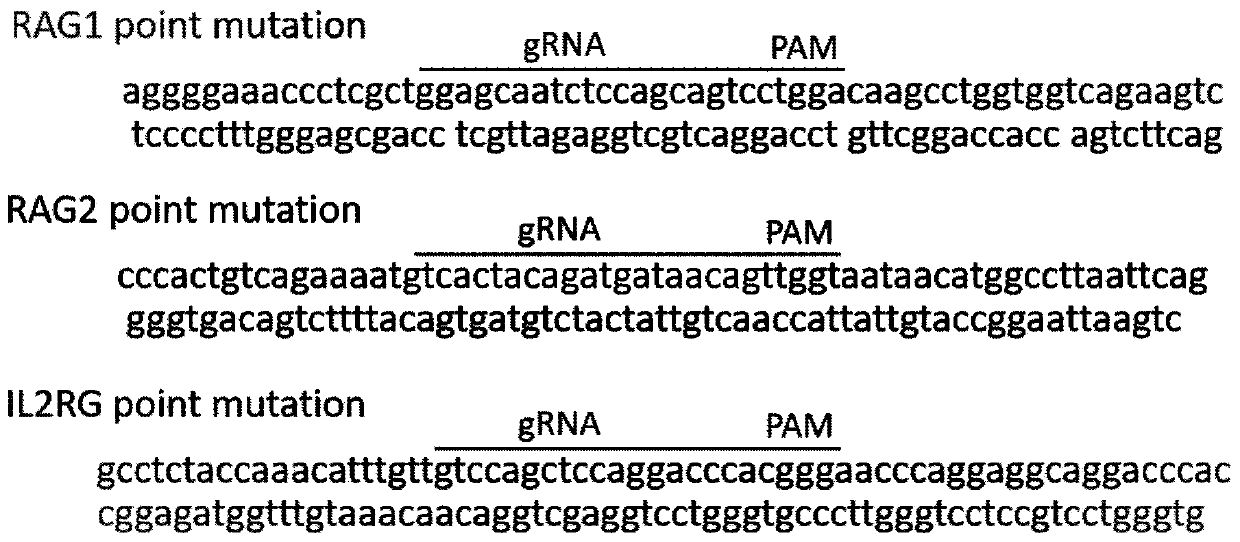 Heavy immunodeficiency pig model and construction method and application thereof