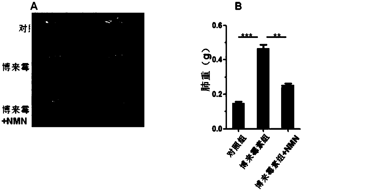 Use of beta-nicotinamide mononucleotide or precursor thereof in preparation of medicament for delaying lung aging