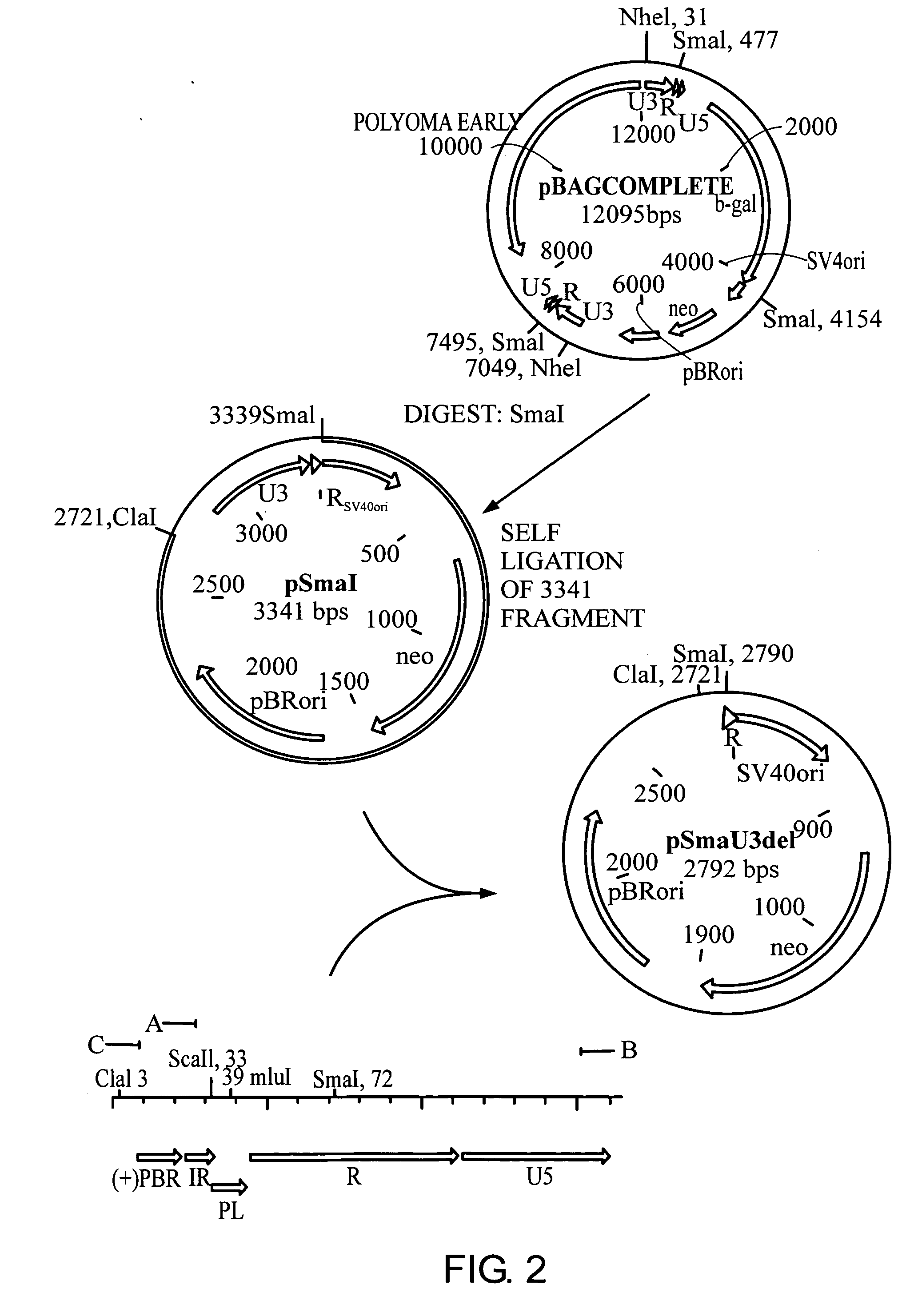 Use of the WAP or MMTV regulatory sequences for targeted expression of linked heterologous genes in human mammary cells, including human mammary carcinoma cells