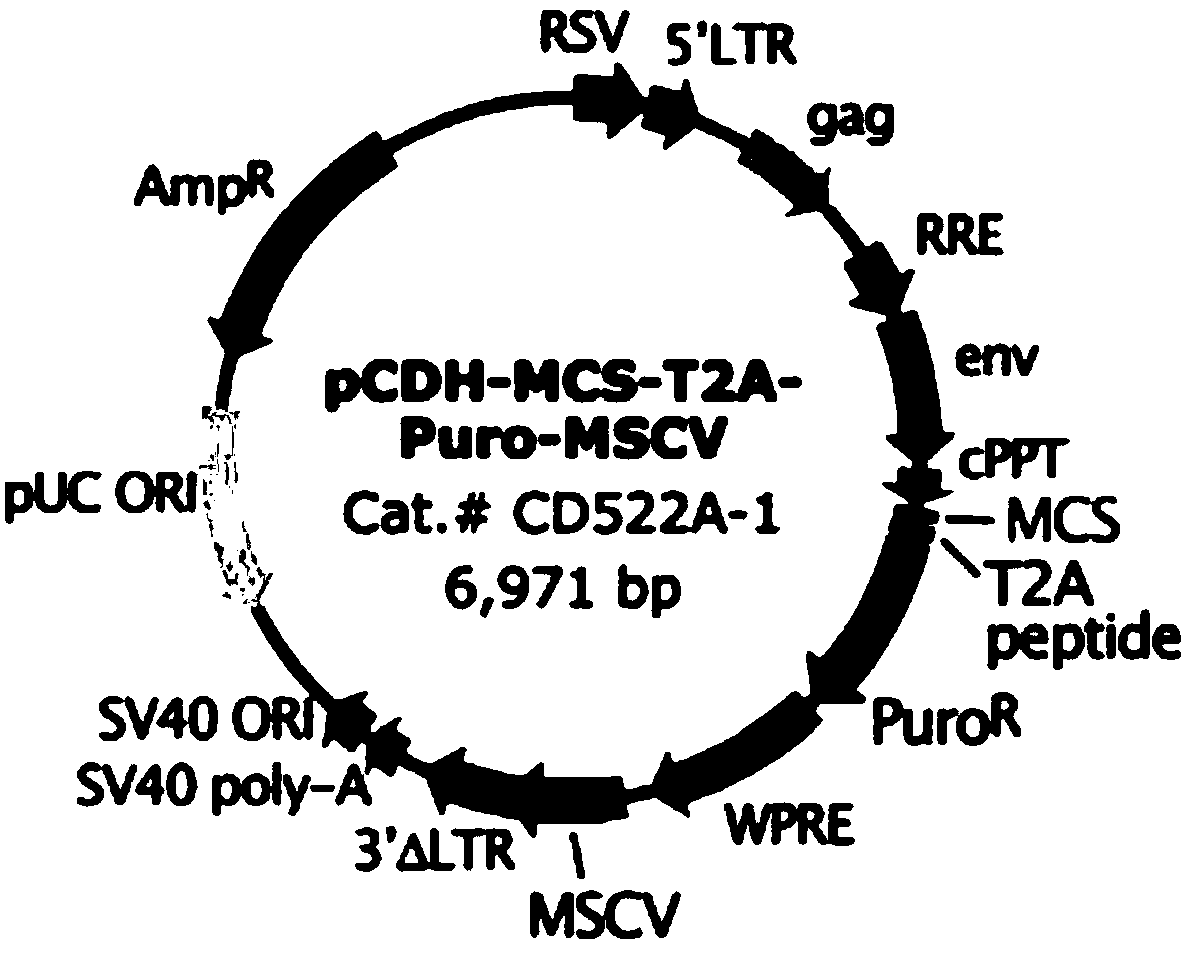 Method for obtaining transgenic bovine fetal fibroblast by using Cas9 cutting nuclease-mediated Ipr1 fixed point insertion