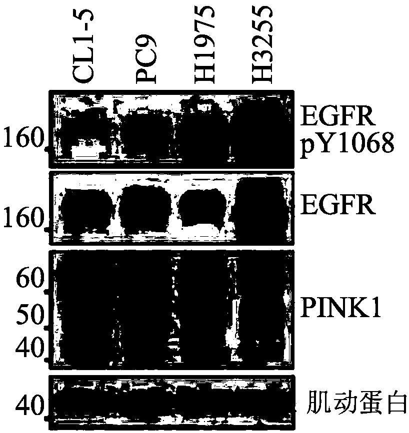 PINK1 C-terminal domain polypeptide and methods using the same in cancer treatment