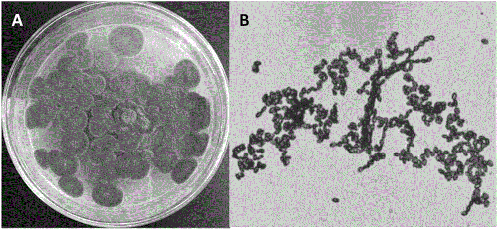 Penicillium oxalicum, preparation method and application thereof