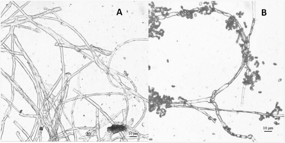 Penicillium oxalicum, preparation method and application thereof