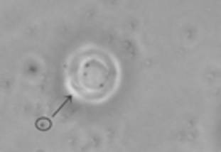 An Active Intracellular Raman Spectroscopy Detection Method