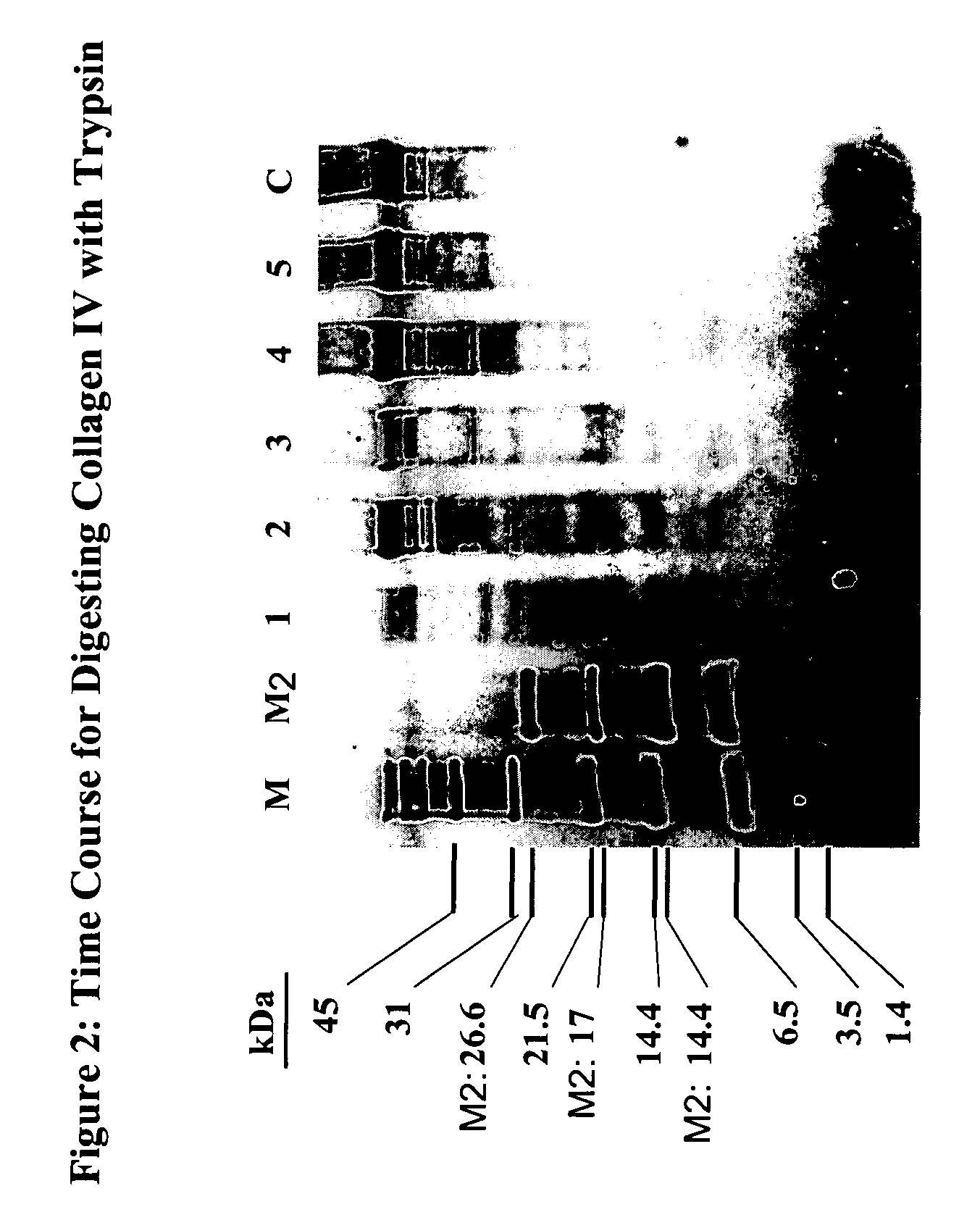 Denatured collagen peptides and uses thereof