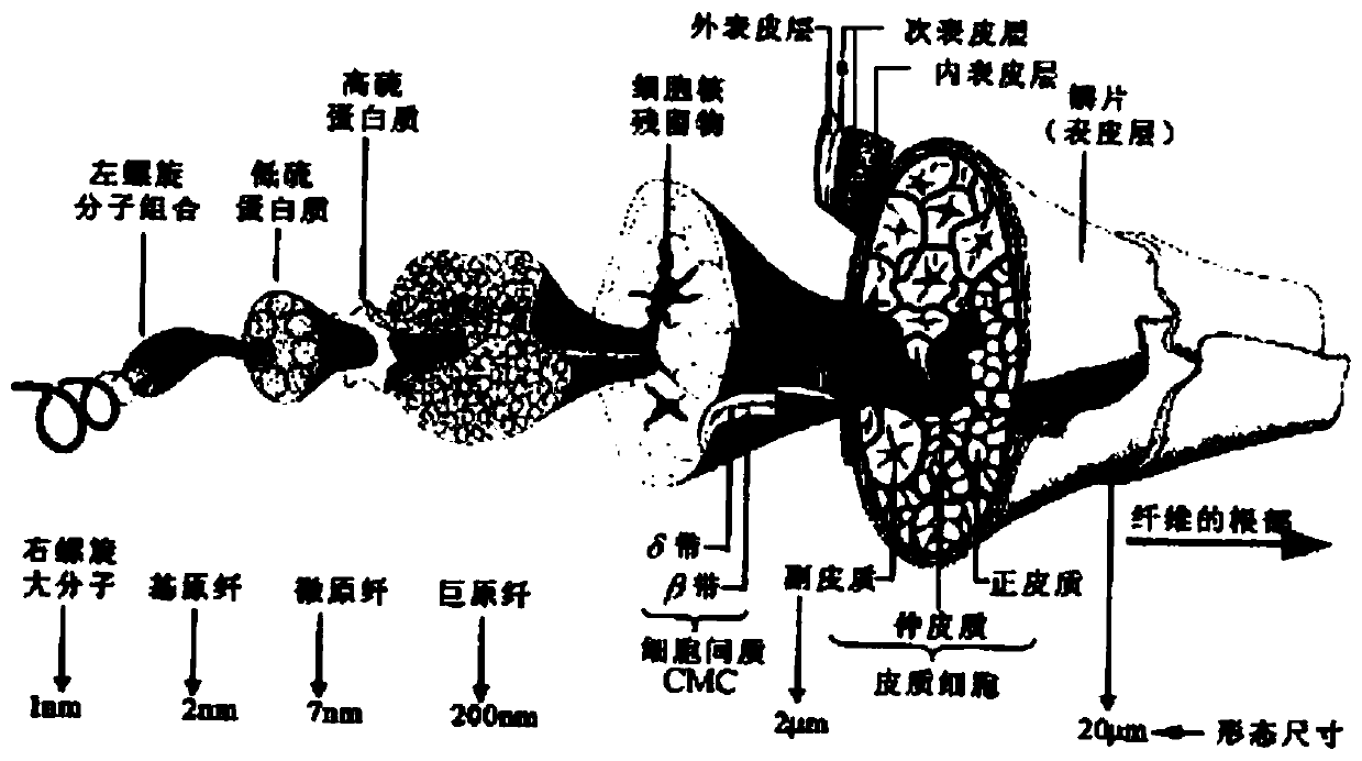 A kind of preparation method of wool keratin cortex cell