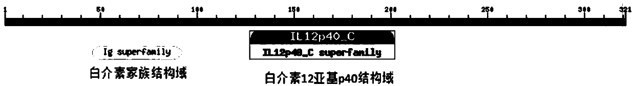 Lateolabrax japonicus interleukin IL-12p40 gene and application thereof