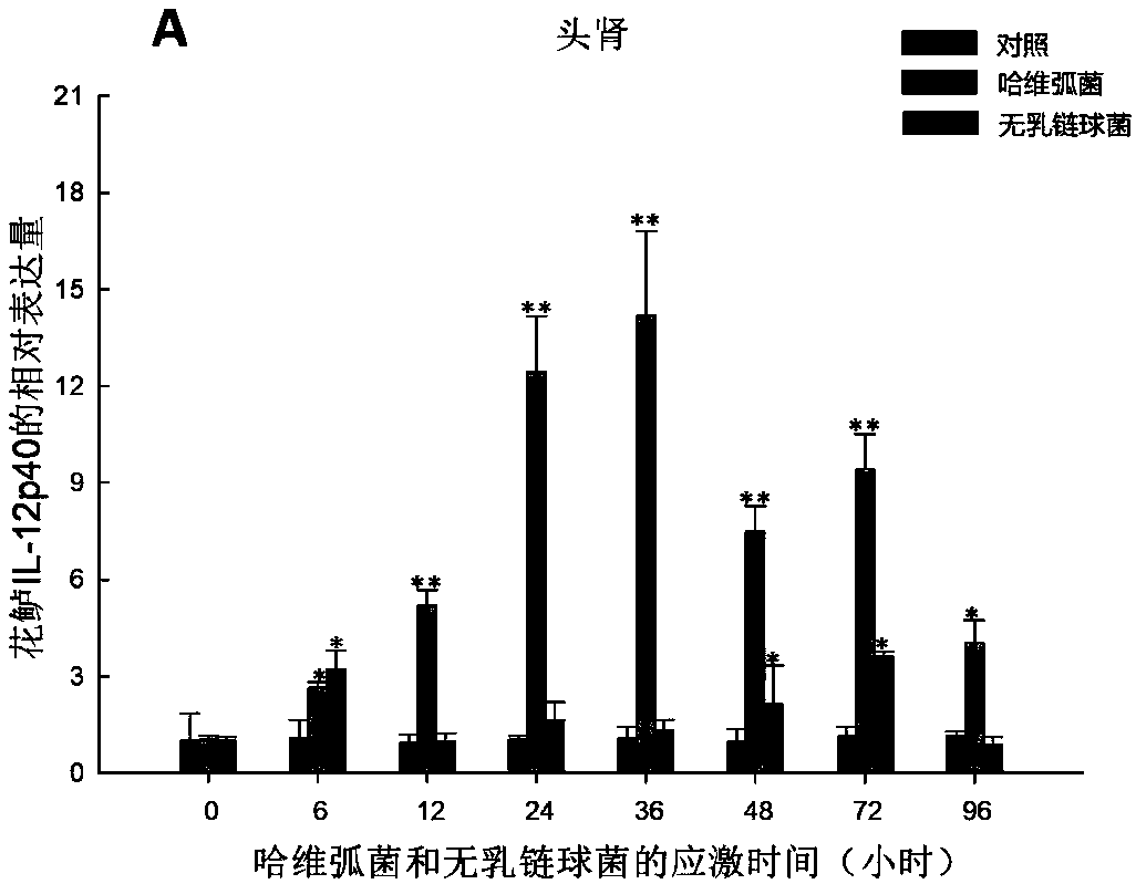 Lateolabrax japonicus interleukin IL-12p40 gene and application thereof