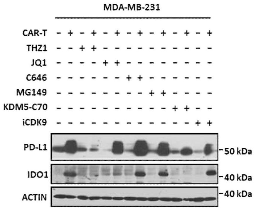 A cancer combination therapy composition