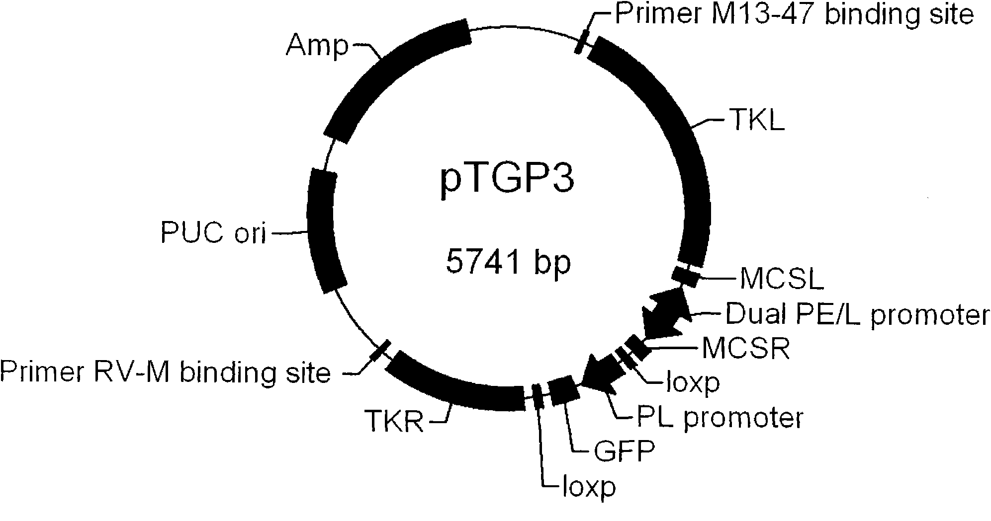 Fowlpox virus vector shuttle plasmid and application thereof