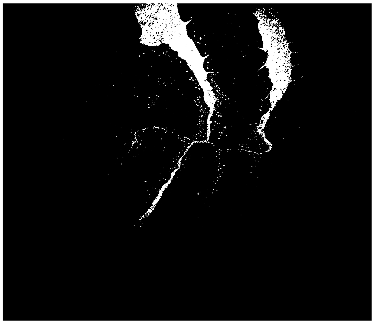 A method for establishing a model of erucic acid-induced fish enteritis