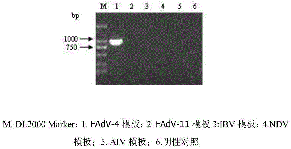 FAdV-4 PCR detection kit and detection method