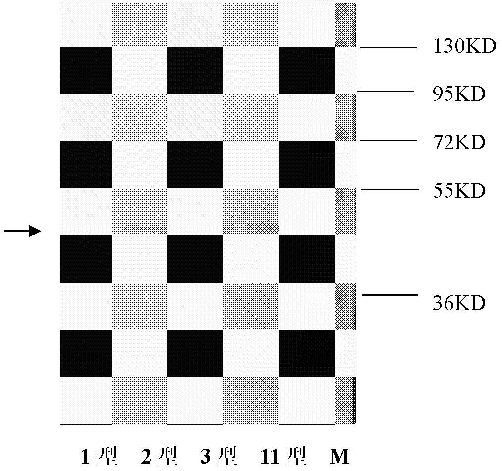 Application of monoclonal antibody for Riemerella anatipestifer in preparation of immune colloidal gold test paper