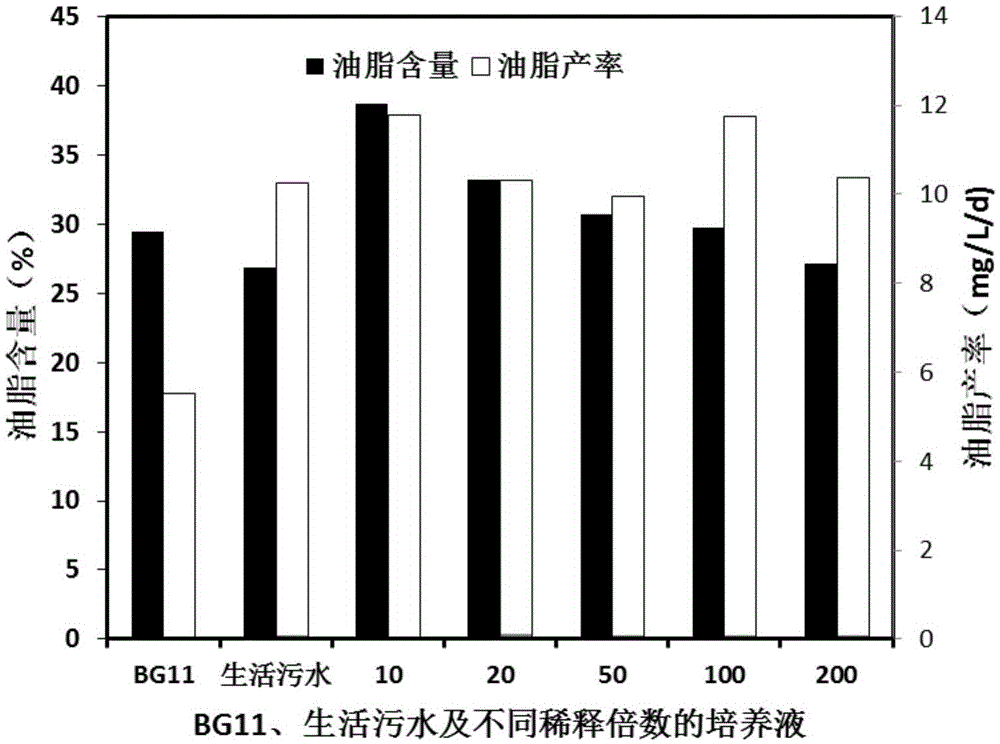 Method for cultivating chroococcus by domestic-wastewater-diluted kitchen waste anaerobic digestion solution