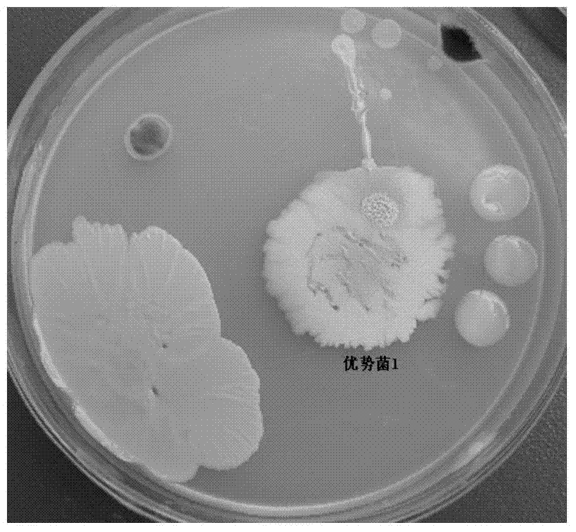 Bacillus pumilus strain and application thereof