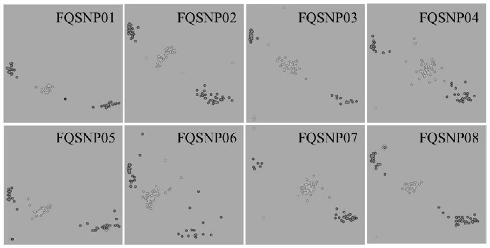 A SNP locus, primer set and application for identifying the purity of tomato hybrids