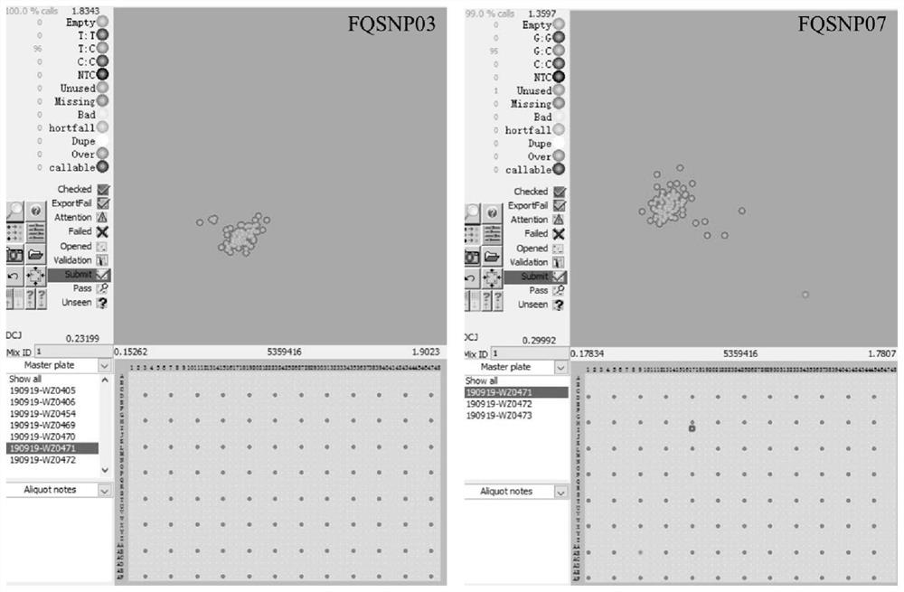 A SNP locus, primer set and application for identifying the purity of tomato hybrids