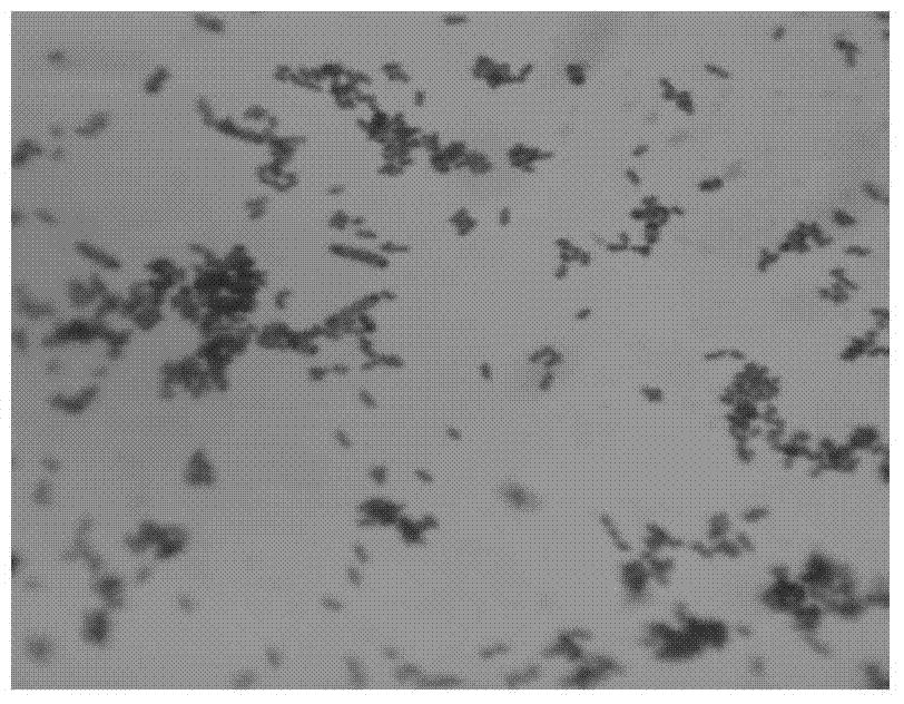 High density fermentation method of recombinant porcine interferon alpha 1 (rPoIFN alpha 1) gene engineering bacteria