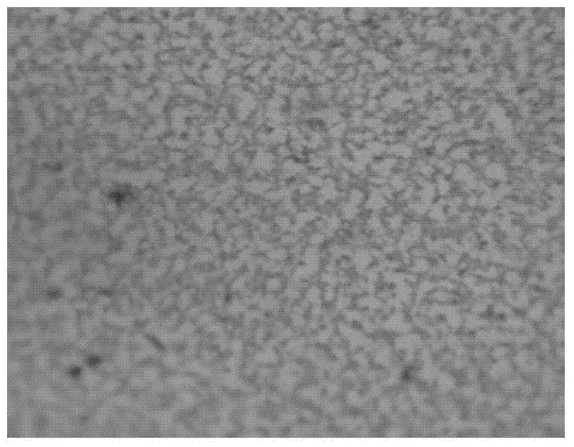 High density fermentation method of recombinant porcine interferon alpha 1 (rPoIFN alpha 1) gene engineering bacteria