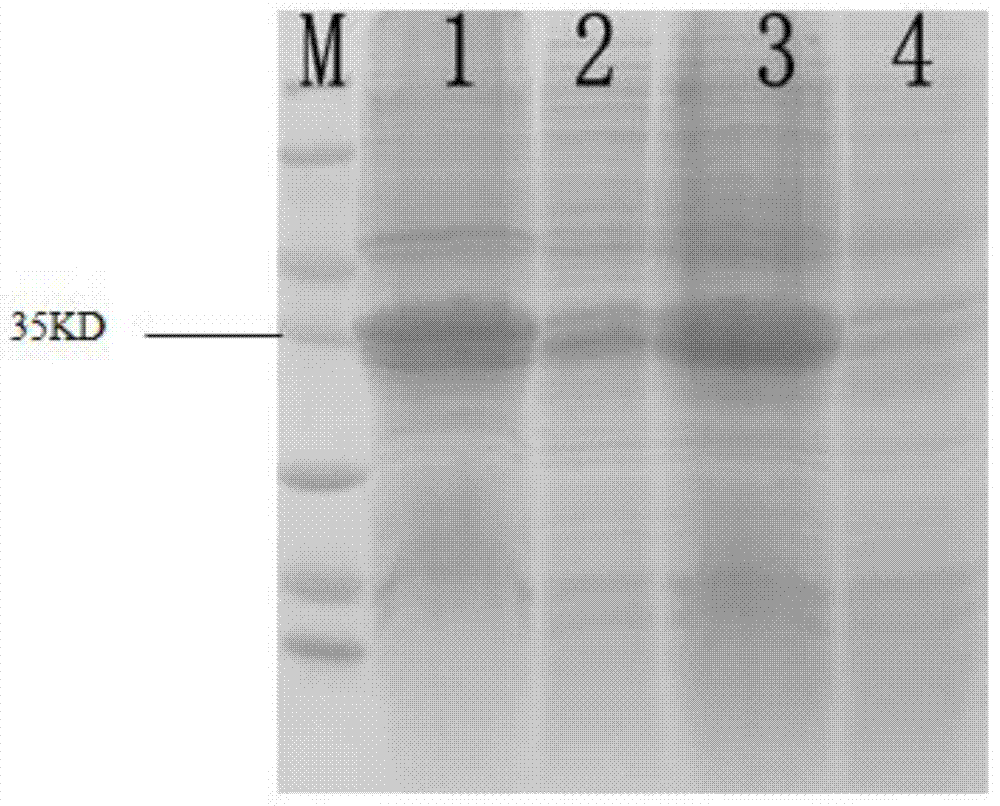 High density fermentation method of recombinant porcine interferon alpha 1 (rPoIFN alpha 1) gene engineering bacteria