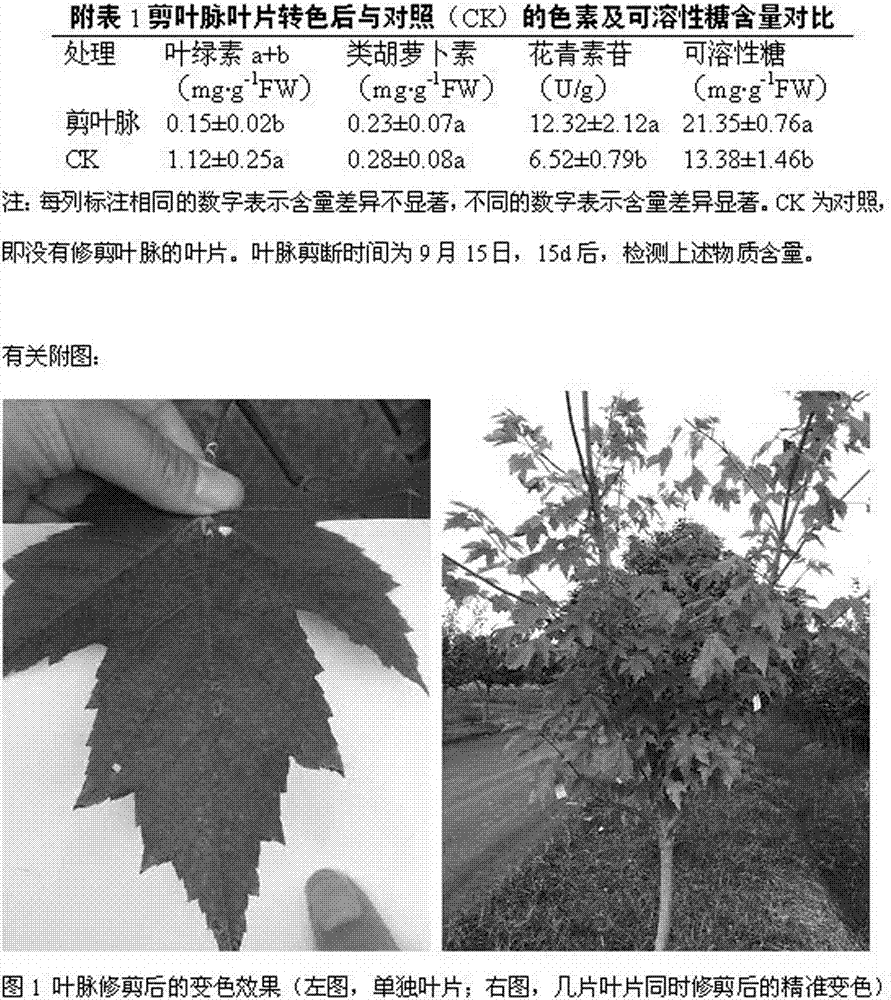 Red maple leaf autumn advanced (timed) and positioned coloring physical method