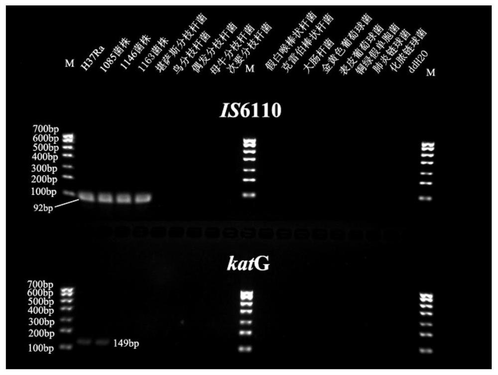 Preparation method and application of mc-arms-mmb triple technology in drug-resistant tuberculosis diagnostic kit