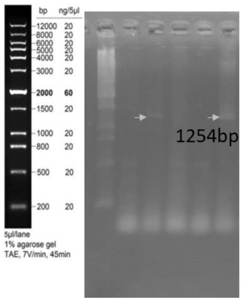 Pgk1 protein, recombinant plasmid for expressing Pgk1 protein, recombinant probiotic for expressing Pgk1 protein and application