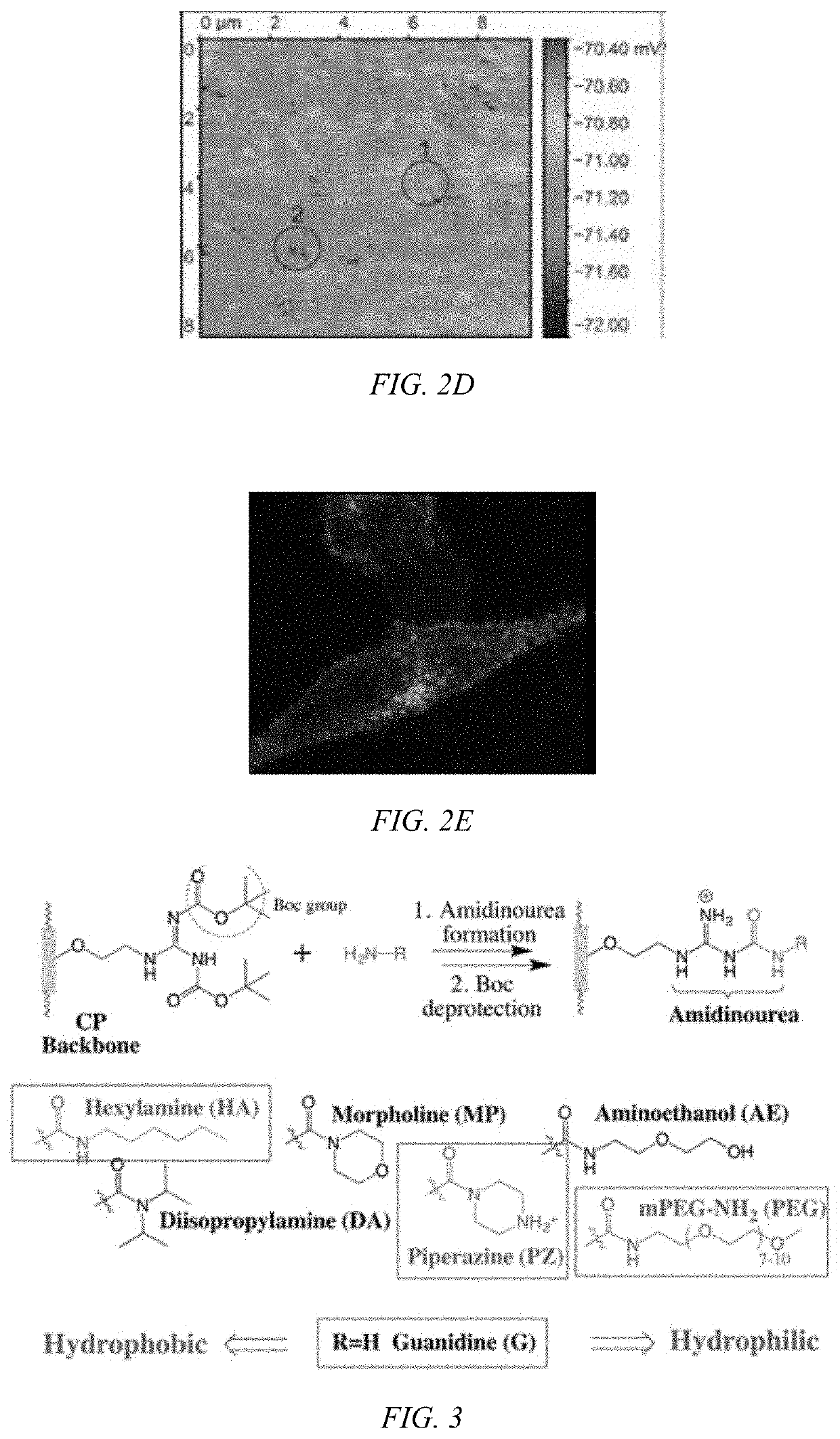 Modulated guanidine-containing polymers or nanoparticles