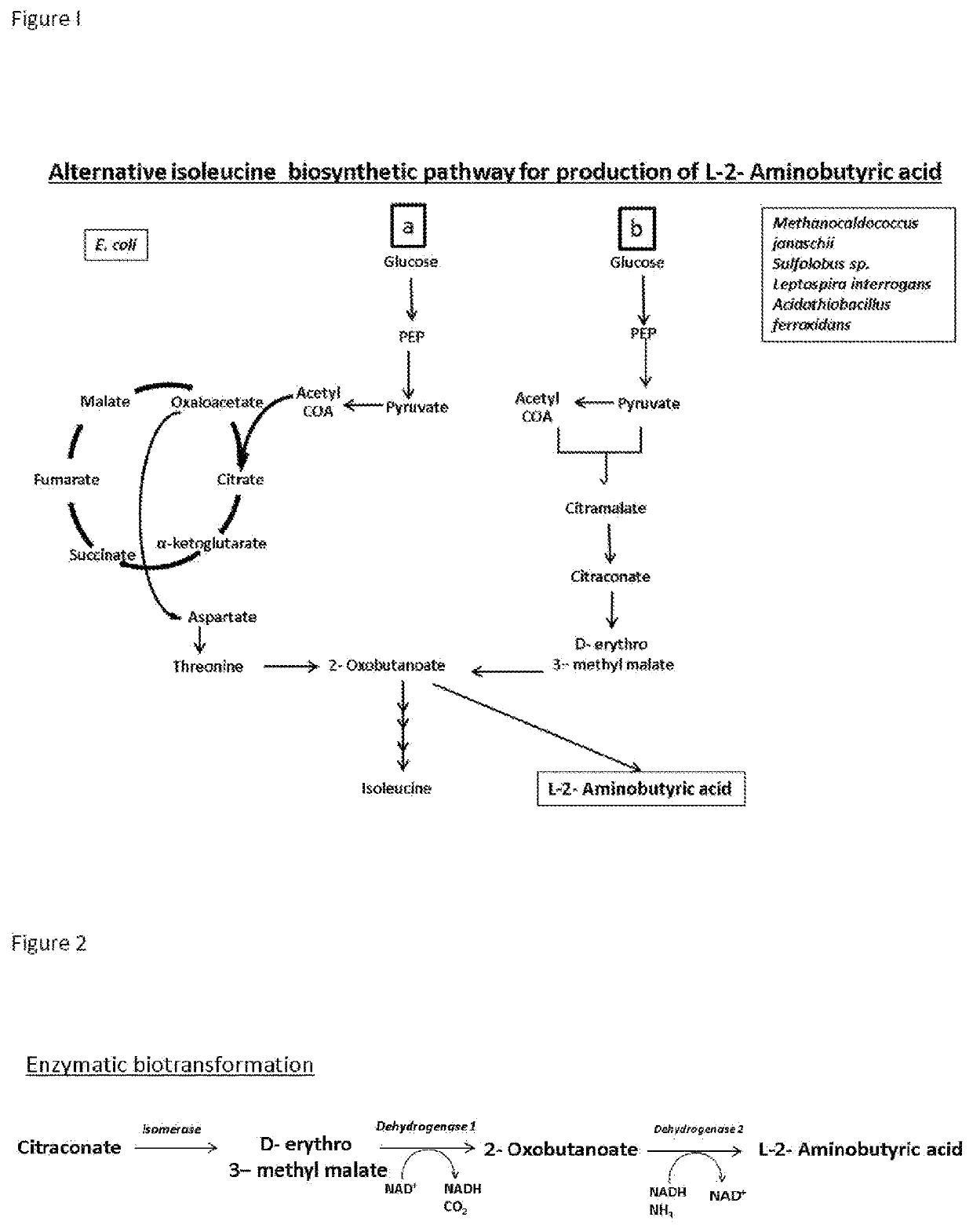 Production of l-2-aminobutyrate from citramalate,citraconate or 2-oxobutanoate