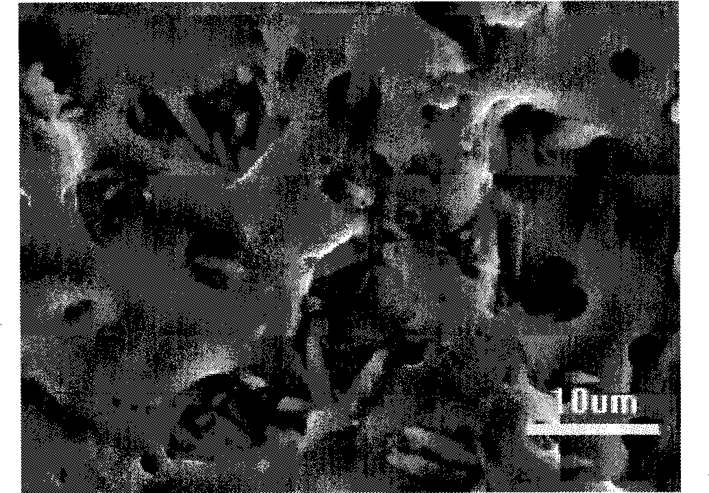 Titanium or titanium alloy with surface bioactive layer and preparation method thereof