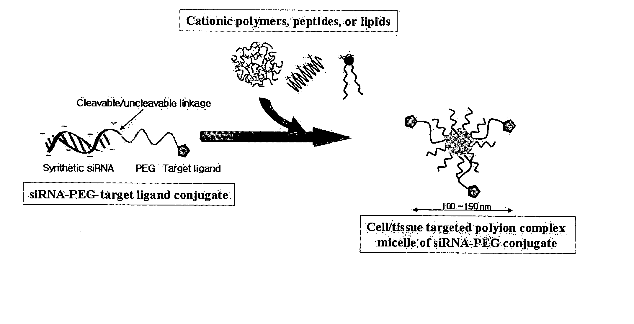 siRNA-hydrophilic polymer conjugates for intracellular delivery of siRNA and method thereof