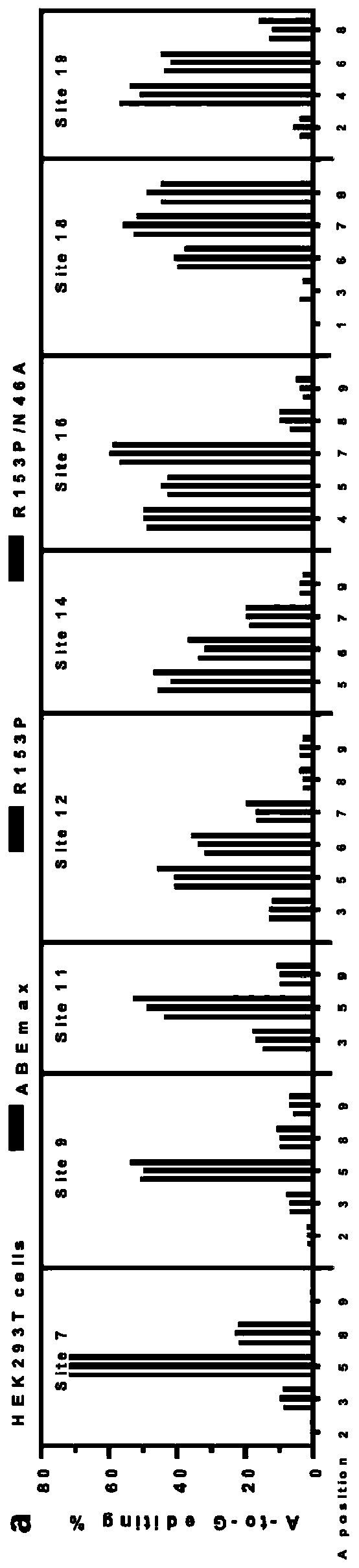 Adenine base editing tool and application thereof