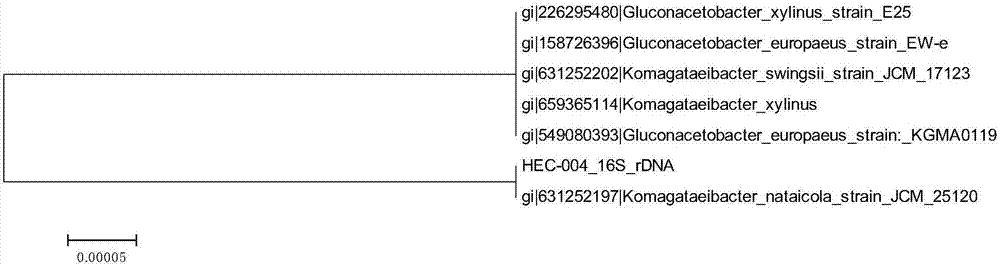 Separation, identification and applications of bacterial cellulose production strain