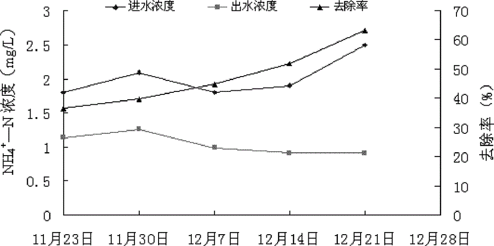 Application of ficus tikoua in purification of livestock and poultry cultivation biogas slurries