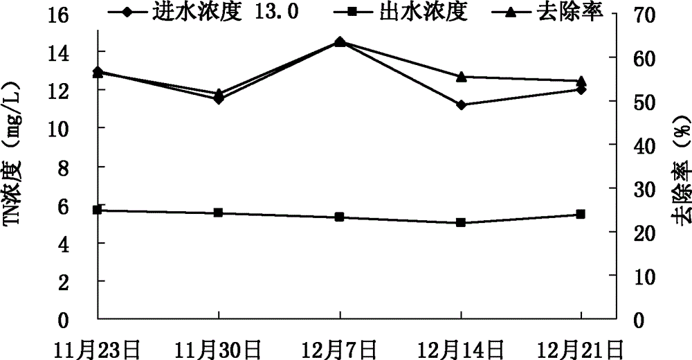 Application of ficus tikoua in purification of livestock and poultry cultivation biogas slurries