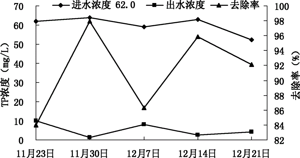 Application of ficus tikoua in purification of livestock and poultry cultivation biogas slurries