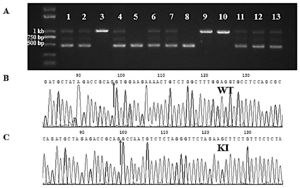 Mouse model with miRNA-125a knocked in based on CRISPR/Cas9 technology and construction method