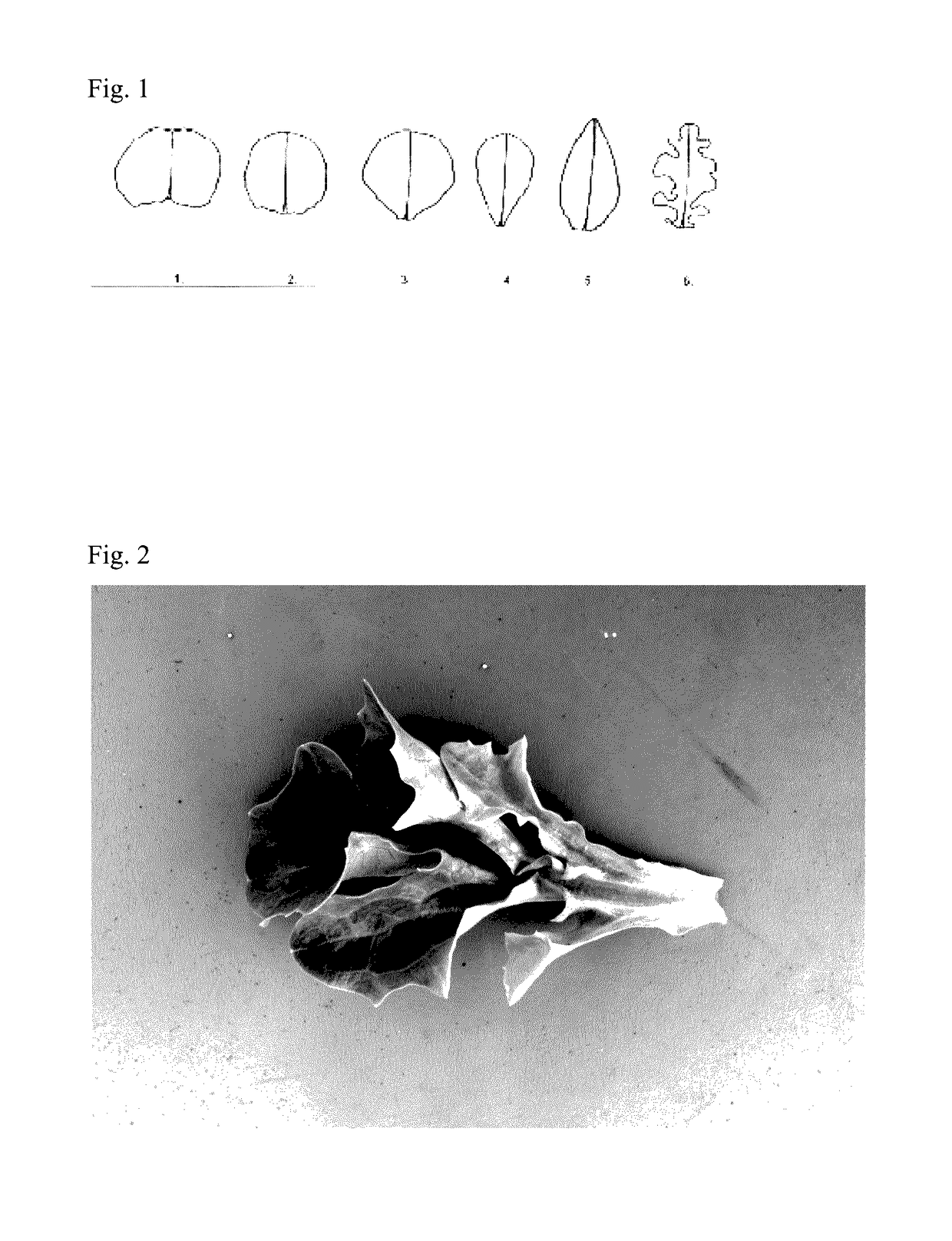 Lettuce variety 79-06 rz