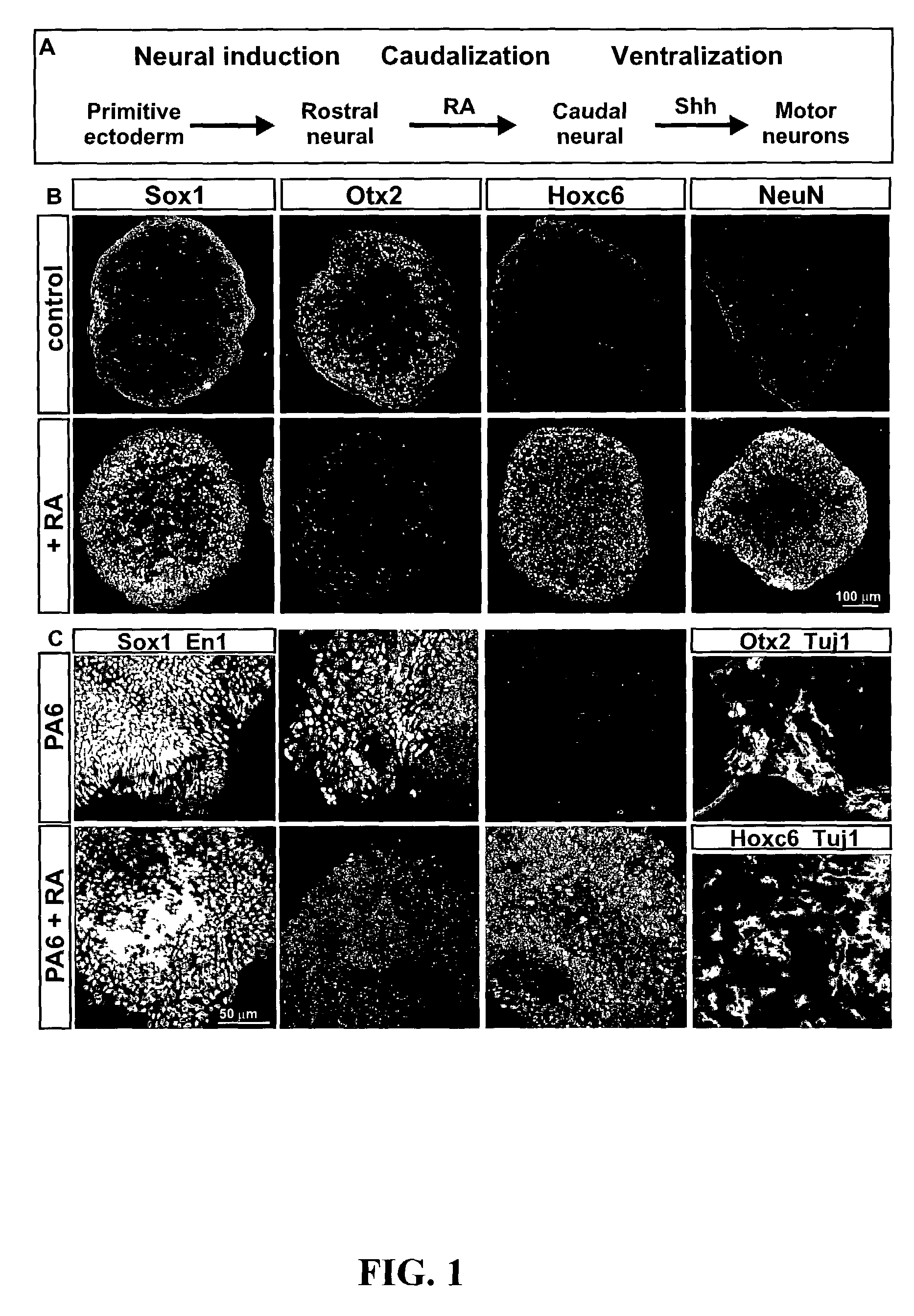 Methods for inducing differentiation of embryonic stem cells and uses thereof