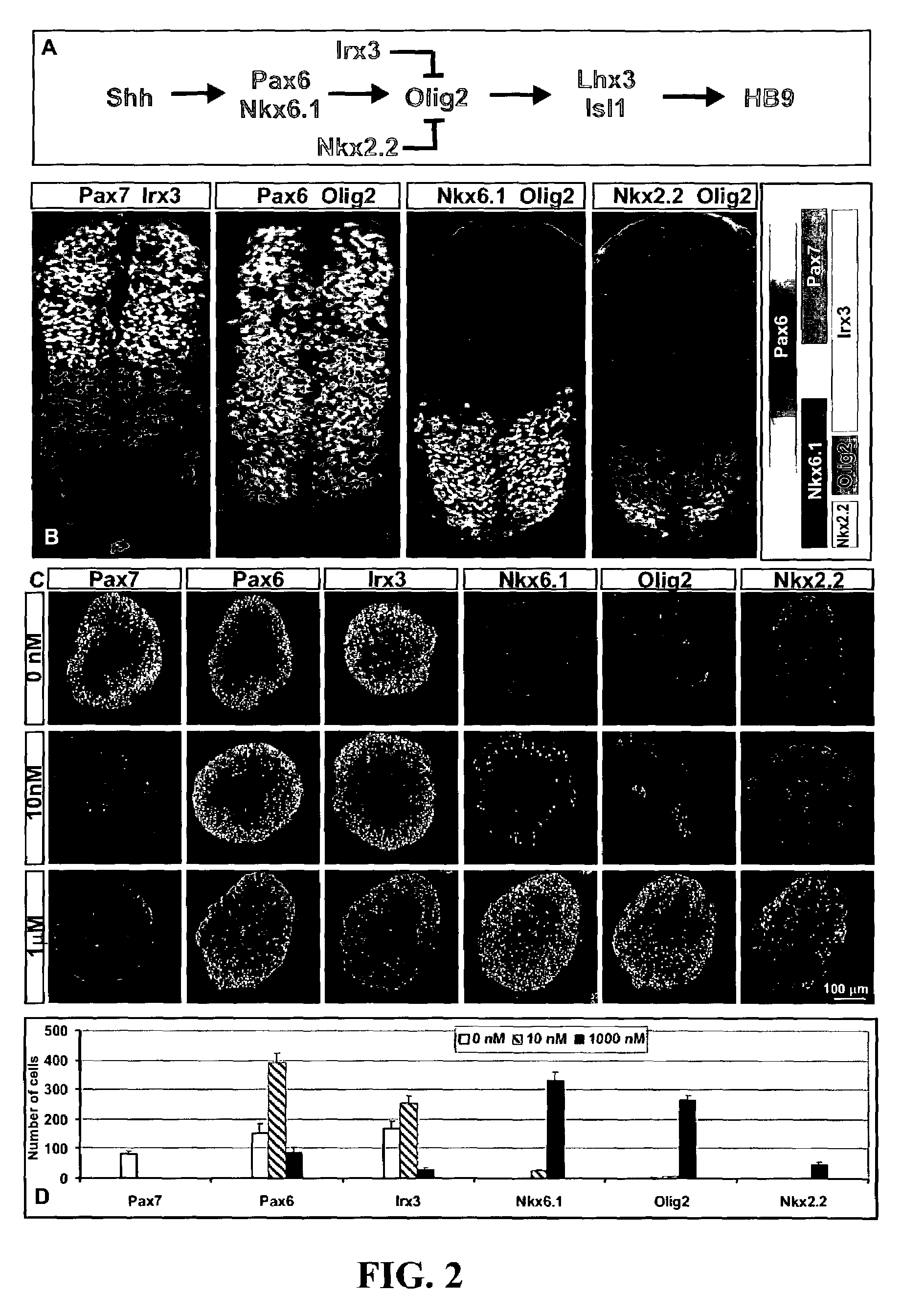 Methods for inducing differentiation of embryonic stem cells and uses thereof