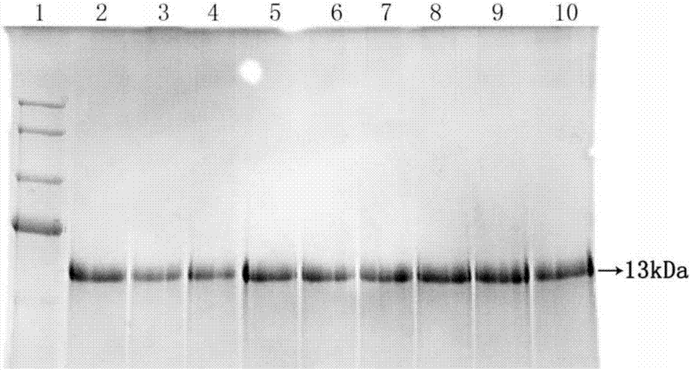 Modified growth differentiation factor and preparation method and application thereof