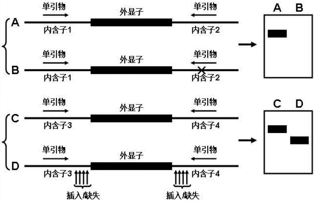 Single primer capable of multi-species molecular marking and marking method thereof