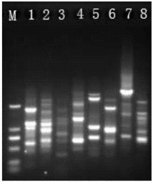 Single primer capable of multi-species molecular marking and marking method thereof